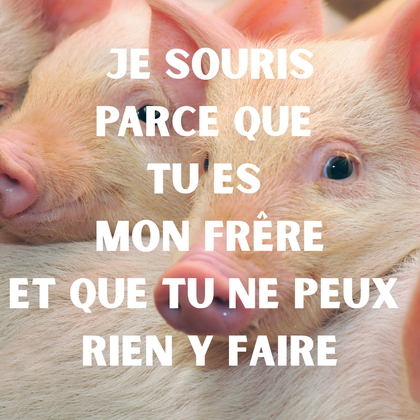 Magnets du Cœur – Collection Exclusive à Petit Prix